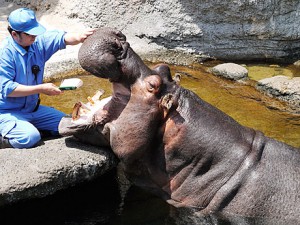 カバの歯磨き